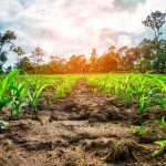 corn-fields-agriculture-photo-theme-small-corn-plants_2379-276