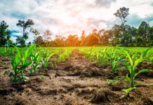 Commoditrader și Asociația Producătorilor de Porumb din România (APPR) își extind parteneriatul pentru viitorul sustenabil al agriculturii din România în programul CommodiCarbon