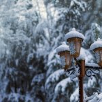lamp-several-trees-covered-snow-during-winter_181624-16958