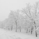 tree-covered-with-snow-winter-storm-day-forest-mountains_1232-4309