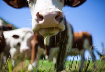 Comisia aprobă o schemă românească în valoare de aproximativ 46 de milioane de euro pentru sprijinirea activității crescătorilor de bovine afectați de pandemia de coronavirus