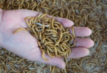 Comisia autorizează, în premieră, o insectă ca aliment