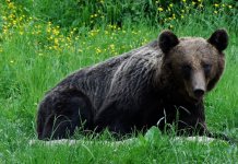 „Arthur şi fraţii săi”- ancheta ce încheie sezonul „Dosar România”, la TVR 1