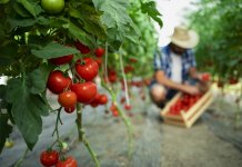 Agricultură: Comisia adoptă măsuri menite să crească fluxul de numerar al fermierilor