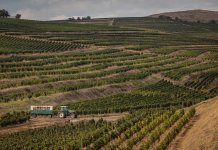 Tohani România: Un an excelent pentru Feteasca Neagră. Producția de struguri de calitate, în creștere cu 20%