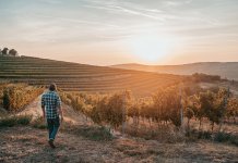 Sondaj Tohani România: Când spun vin roșu, 80% dintre români se gândesc la Fetească Neagră