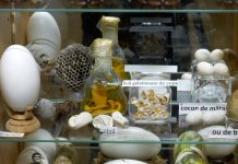 Ouă de crocodil, cobră, struţ sau emu, într-un muzeu „Exclusiv în România”