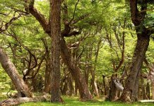 Biodiversitate: orientările Comisiei privind noile zone protejate, menite să conducă natura europeană pe drumul către redresare până în 2030