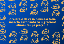 Alimente noi: greierele de casă devine a treia insectă autorizată ca ingredient alimentar pe piața UE