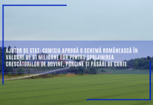 Ajutor de stat: Comisia aprobă o schemă românească în valoare de 91 milioane EUR pentru sprijinirea crescătorilor de bovine, porcine și păsări de curte