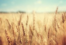 Securitatea alimentară: UE va acorda sprijin suplimentar țărilor din Africa, zona Caraibilor și Pacific ca reacție la invazia Ucrainei de către Rusia