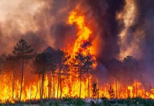 Incendii forestiere: UE trimite ajutor pentru combaterea incendiilor în Franța