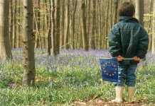 Păduri: Comisia se consultă cu privire la noul cadru al UE pentru monitorizarea pădurilor și planurile strategice
