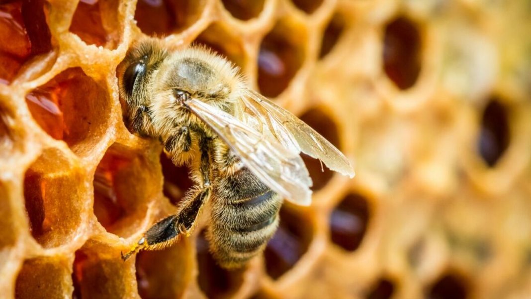 Bee-4