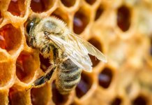 Strategia „De la fermă la consumator”: statele membre sunt de acord cu propunerea Comisiei de a reduce pragul de reziduuri de pesticide pentru a proteja mai bine albinele