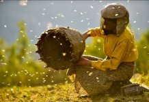 Multi-premiatul documentar Honeyland, proiectat la București