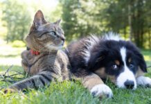 Cum sa iti incurajezi animalele de companie sa accepte noi blanosi in casa