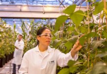 BASF propune solutii integrate inovatoare pentru a sustine evolutia agriculturii