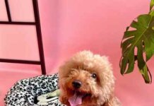Remix sărbătorește Ziua Pământului cu „Pupcycled”, o colecție specială de articole pentru patrupede creată din îmbrăcăminte second-hand
