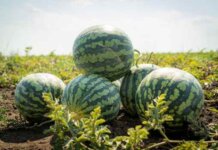 Freshful by eMAG: una din patru comenzi livrate in luna august contine si pepeni