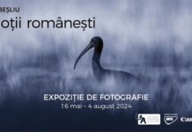 „emoții românești”, prima expoziție temporară a Muzeului Antipa despre viața sălbatică din România