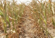 Duminică, la Asta-i România! – Schimbările climatice riscă să transforme zone întregi din țara noastră în deșert