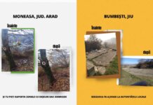 Let’s Do It, Romania! anunță peste 569 tone de deșeuri și ambrozie colectate în 6 luni