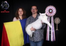 Un motan Norvegian de Pădure născut în România i-a învins pe scandinavi la ei acasă!