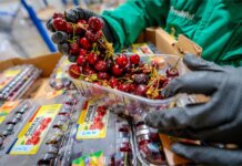 Freshful by eMAG: crestere de aproape 40% a cererii pentru fructe si legume eco, fata de anul trecut