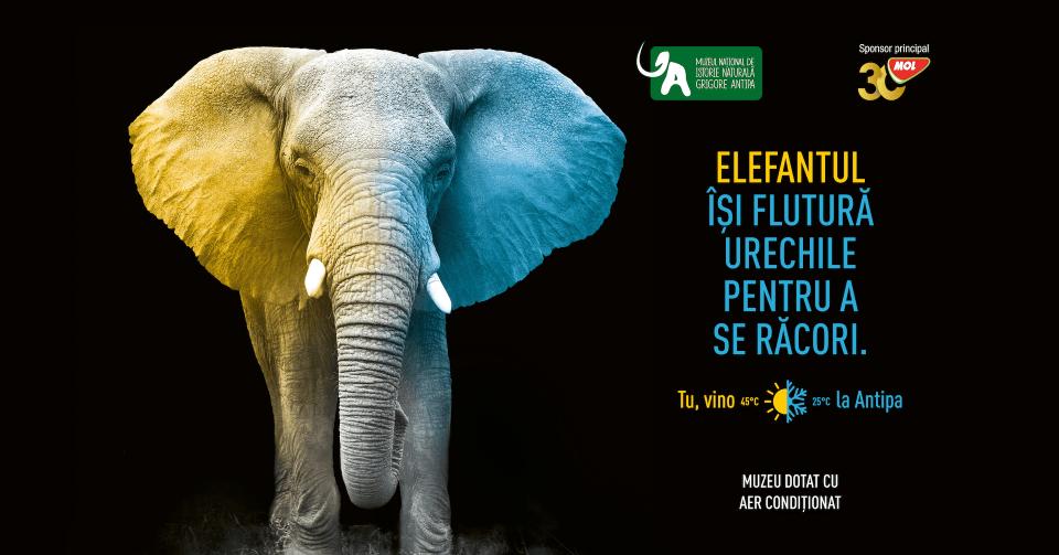 elefant_landscape