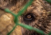 World Animal Protection lansează o campanie publică pentru eliberarea ursului Baloo de la Straja. Apel către ministrul Mediului pentru intervenție de urgență