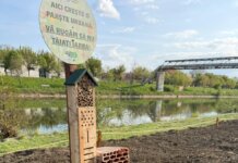 Noi intervenții pentru biodiversitate în Timișoara: 2 mini-păduri urbane și 450 mp de pajiște pe malurile Begăi